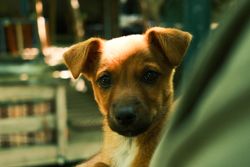 Adorable brown puppy with alert eyes captured in a warm, inviting indoor setting.