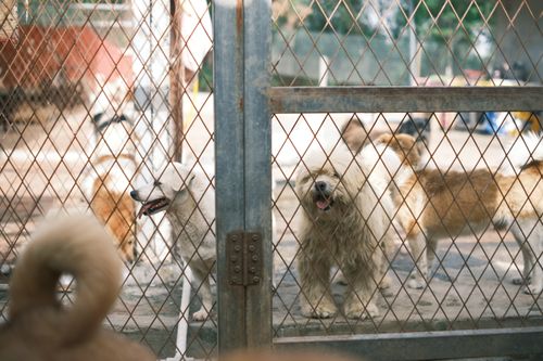 Hund aus dem Tierheim adoptieren: so geht's