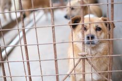 A soulful brown dog peering through a metal cage, capturing a moment of animal life in shelter.