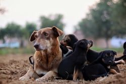 A group of puppies play around a mother dog in a natural outdoor setting.