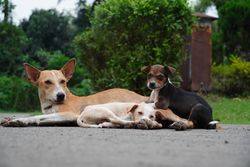 A group of street dogs resting on a road, surrounded by greenery.