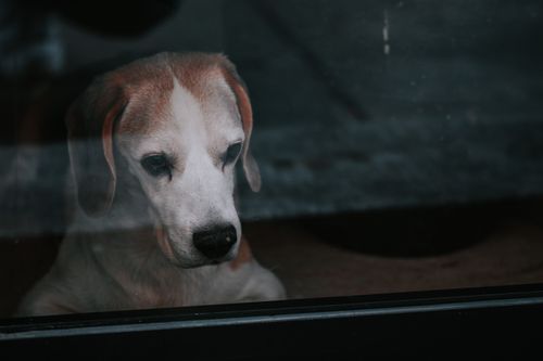 Trennungsangst beim Hund: Alleinbleiben ruhig aufbauen