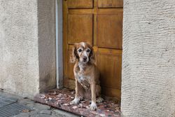 A charming dog sits patiently at an old wooden door, exuding warmth and calm.