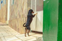 A Rottweiler dog stands on its hind legs leaning against a metal gate outdoors.