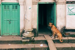 Street scene with a dog sitting beside a column near two green doors.