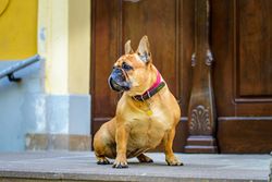 Calm French Bulldog patiently sitting on a step, gazing away, near a wooden door.