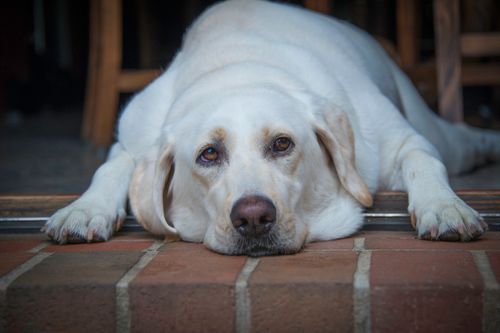 Übergewicht beim Hund: erkennen und gesund abnehmen