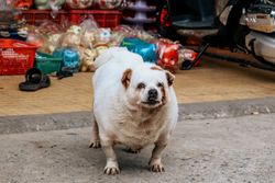 Adorable chubby dog in a colorful outdoor market, evoking a playful and lively atmosphere.