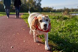 A beagle wearing a red scarf takes a walk in a sunny park, Pécs.