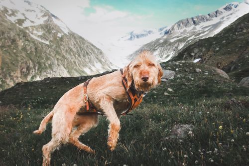 Wandern mit Hund in der Schweiz: die schönsten Touren & die wichtigsten Regeln