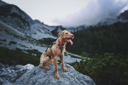 A scruffy dog with a harness sitting on a rock in a foggy mountain landscape during summer.