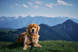 Golden Retriever dog resting on grassy hill with scenic Bavarian Alps in the background.