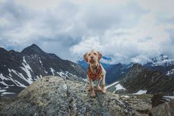 A dog in a harness stands proudly on a rock with snowy mountain peaks in the background.