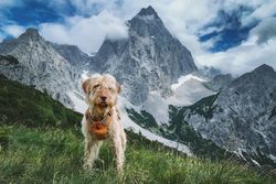A shaggy dog stands in an alpine meadow with majestic mountains in the background. Perfect for travel and adventure them