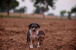 Two puppies exploring an open field with a blurred background. Cute and playful