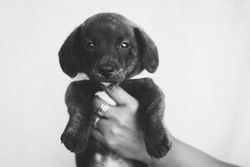Adorable black and white portrait of a young puppy held by hand.