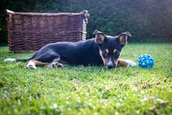 Adorable Border Collie puppy playing with a toy ball on grass. Perfect for pet lovers.