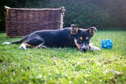 Adorable border collie puppy lying on grass beside a blue toy ball.