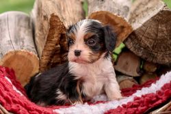 Cute Cavalier King Charles Spaniel puppy nestled in a cozy basket lined with a red blanket, surrounded by rustic logs.