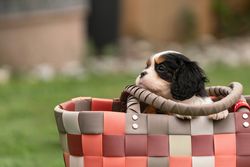 Adorable Cavalier King Charles Spaniel puppy sitting in a colorful woven basket on a grassy lawn.