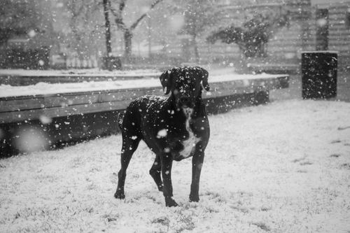 Hund im Winter: Kälte, Streusalz und Pfotenpflege
