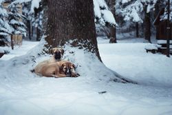 Two Kangal Shepherd dogs relax in a snowy park by a tree, showcasing winter serenity.