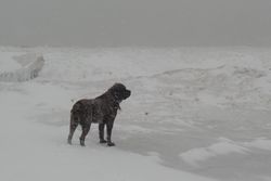 A solitary dog stands against a snowy backdrop during heavy snowfall.