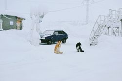 Two dogs sitting in a snowy yard beside a parked car during winter.