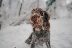 A Spinone Italiano dog with a snowy face amidst a winter forest scene.
