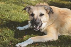 A close-up of a relaxed dog lying on grassy ground, basking in the sun.