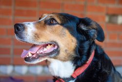 Charming close-up of a happy dog with a red collar, smiling against a brick wall backdrop.