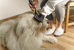 A cozy indoor scene of a person grooming a large fluffy dog using a brush.