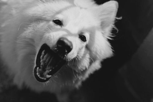 Zahnstein beim Hund: entfernen und vorbeugen