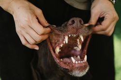 Crop unrecognizable woman touching muzzle of dog with sharp teeth and smooth coat in daytime