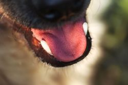 Detailed close-up of a dog's open mouth showing its tongue and teeth in a natural setting.