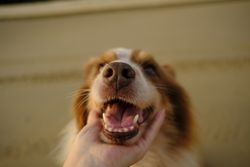 Adorable close-up of a dog being held under the chin, showcasing its joy and warmth.