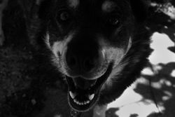 Black and white close-up of a friendly dog with a focus on its smiling face and expressive eyes.