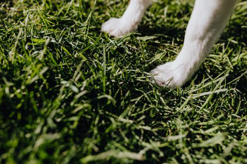 Zecken beim Hund: Schutz, richtiges Entfernen und Krankheiten