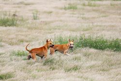 Two dogs joyfully playing in a lush, green meadow during daytime.