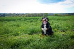 A happy Bernese mountain dog sits in a lush green field under a clear sky.