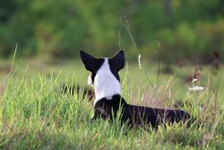 A black and white dog relaxing in a lush green field in Candijay, Philippines.