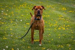 A brown dog with a leash enjoys a day outdoors in a green field dotted with yellow flowers.