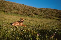 A calm dog lying on a grassy hillside under a clear blue sky during a sunny day.
