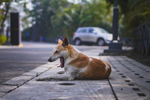 Zwingerhusten beim Hund: Symptome, Dauer und Behandlung