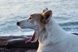 A dog yawns by the seaside during sunset, capturing a serene moment.