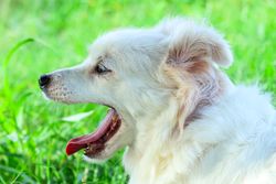 A yawning white dog enjoying a sunny day on green grass, captured outdoors in Brazil.