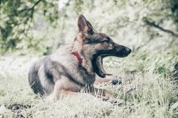A German Shepherd yawns while lying on grass surrounded by lush greenery, creating a serene outdoor scene.