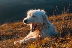 A fluffy white dog yawns while lying in a sunlit autumn field.