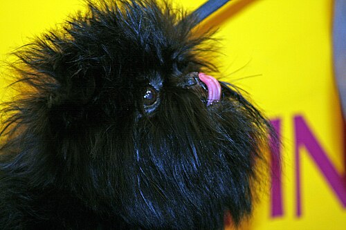 Affenpinscher – An Affenpinscher