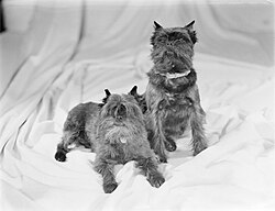 Affenpinscher – Twee Affenpinschers, Bestanddeelnr 190 0805